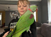 Alexandrine