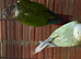 Conure pair