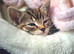 Kitten for sale