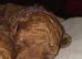 Licensed breeder, kennel club tiny red toy poodles