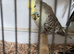 Beautiful variety of budgies