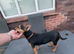 Jack Russel for stud
