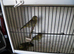 3 X Greenfinch