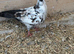 This years Pigeons for sale