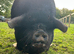 Kune Kune sow