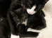 Two kittens