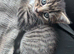 1 boy 1 girl Tabby