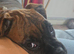 Boxer puppy 6 months old