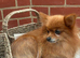 Griffon x Pomeranian girl for sale