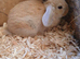 5 baby bunnies mini lop