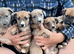 Lurcher Pups 8 weeks