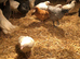 11 week pullets