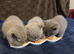 Pure-breed British Shorthair, Delivery available.