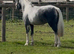 STUNNING FILLY