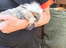 Baby rabbits