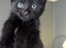 5 British grey and Black shorthair kiitens