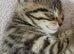 Kittens looking for a loving home in Liskeard Cornwall