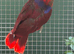 Hen Eclectus