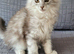 Tica registered maine coon kittens