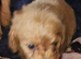 F1b TOY CAVAPOO PUPPIES