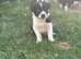 Border collie puppies