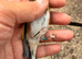 26 gray male goldfinch