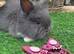 Double mained lionheads
