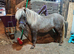 Reg British Spotted Beautiful 4yo silver bay mare 30 inch