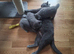Pure breed British short hair kittens