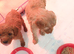 Toy poodle