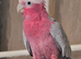Loving Galah looking for Female forever home.