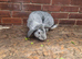 2 lops looking a new home