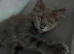 Wanted well socialised pedigree male maincoon