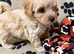 Beautiful Poochon Teddy Bears