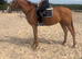 Layla gorgeous 16hh 5 yr old mare