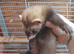 Micro ferret s