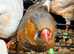 Young zebra finches for sale