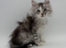 12 week old Maine coon kittens for sale