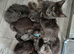 Male maine coon and kittens
