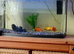 Tank and three Goldfish