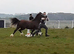 Registered Welsh Sec C colt foal*AVAILABLE NOW*