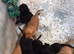 Labrador puppies