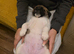 Beautiful puppies