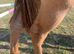 Handsome quarter horse