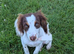 Beautiful spaniel girl