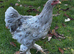Brahma chicks
