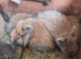 2 lion head bunnies for sale