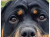 Rottweiler rehome