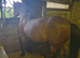 Lovely gelding