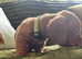 Stunning KC registered Standard Dachshund litter